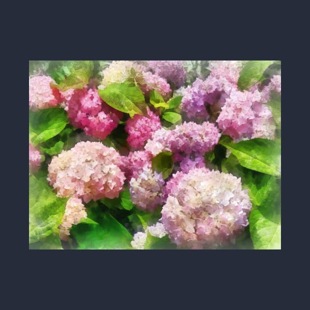 Pink and Lavender Hydrangea by SusanSavad