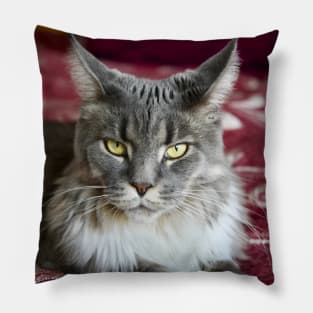 Cat Maine Coon gray / Swiss Artwork Photography Pillow