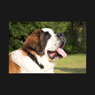 Saint Bernard T-Shirt