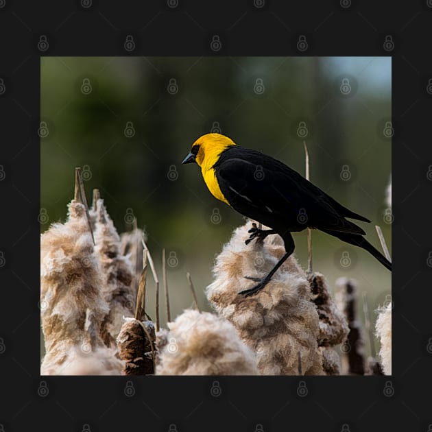 Yellow headed black bird. by CanadianWild418