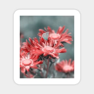 Blue butterfly on red flowers Magnet