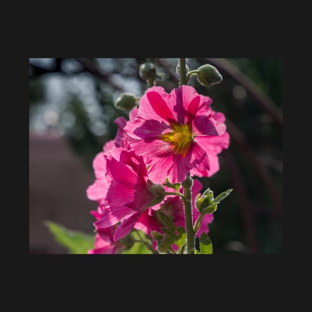 Pink Taos Hollyhock by Debra Martz by Debra Martz