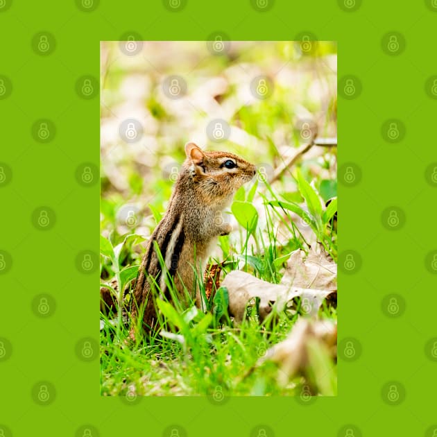 Curious Little Chipmunk in the Grass Photograph by love-fi