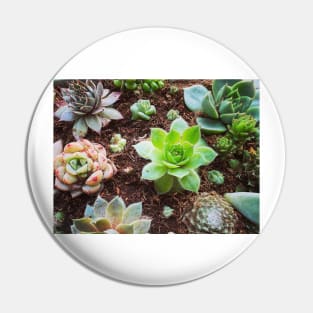 Succulent Love Pin