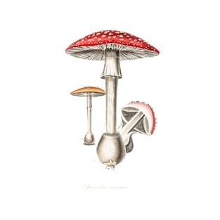 1836 Amanita Muscaria Magic Mushroom Illustration T-Shirt