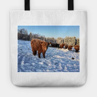 Scottish Highland Cattle Calf 1651 Tote