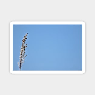 Pampas Grass Head Magnet