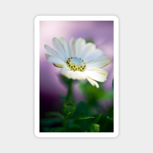 African Daisy Magnet