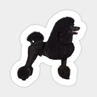 Elegant Black Standard Poodle Magnet