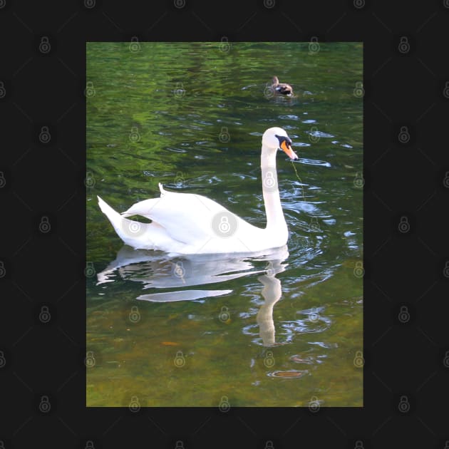 The White Swan! by Mickangelhere1