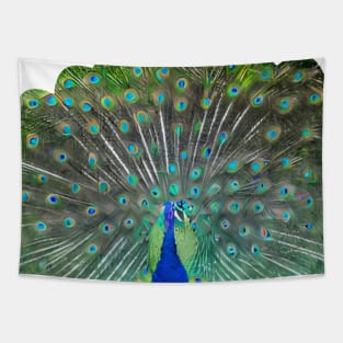 Stunning Peacock Feather Design Tapestry