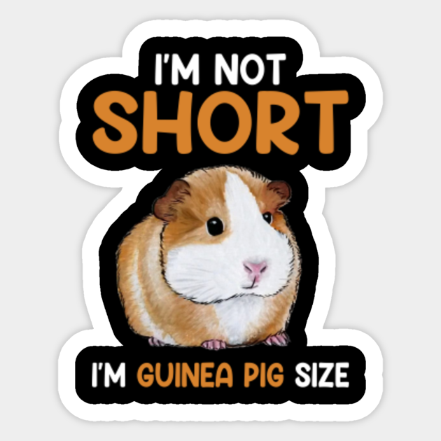 I M Not Short I M Guinea Pig Size Funny Guinea Pig Sticker Teepublic