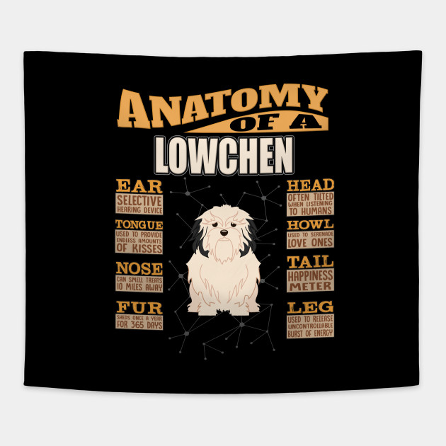 Anatomy Of A Lowchen Lowchen Petit Chien Lionlittle Lion Dog