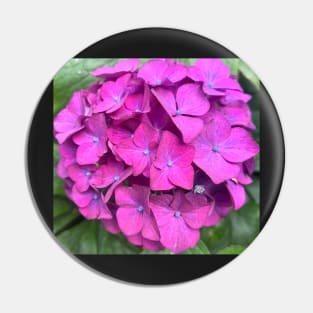 The Riotous Splendor of the Luscious Pink Hydrangea Pin