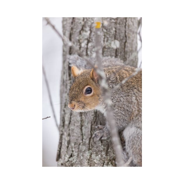 Squirrel in a tree by josefpittner