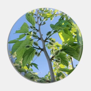 Green Mulberry tree, green leaves, nature plant photography Pin