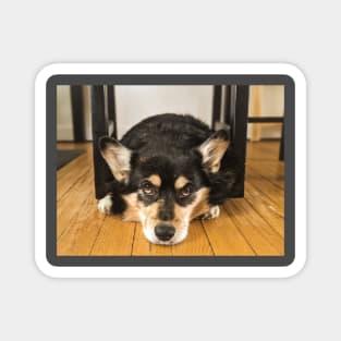 Corgi Kitchen Magnet