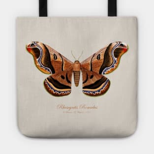 Moth - Giant Silk Moth, Rhescyntis Romulus, Rhescyntis Romulus Maassen, Caio Romulus Tote