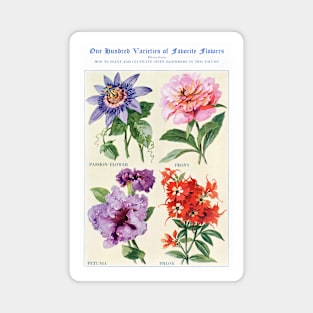 Flower watercolor illustration (1915) Magnet