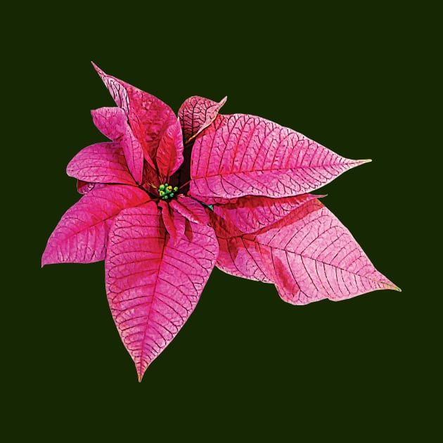 One Pink Poinsettia by SusanSavad