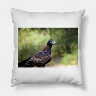 Eagle Stare Pillow