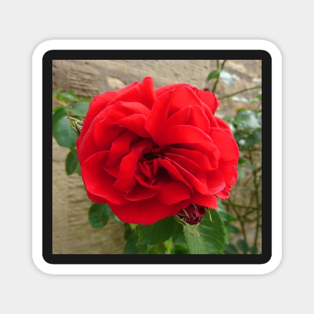 Red rose close up Magnet by bettyretro