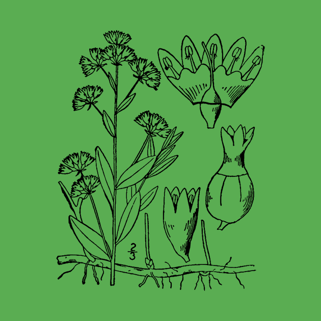 Botanical Scientific Illustration - Comandra Plant by pahleeloola
