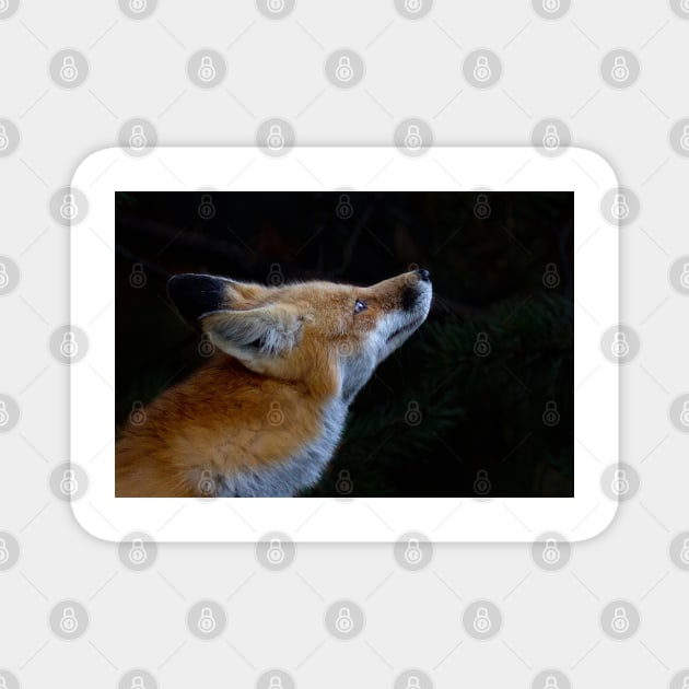 Red Fox, Algonquin Park, Canada Magnet by Jim Cumming