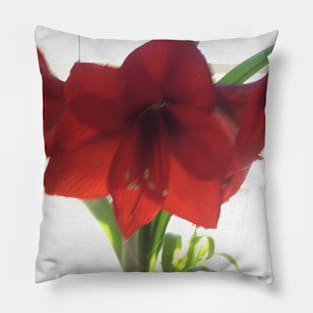 Amaryllis Pillow