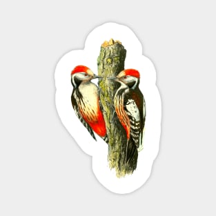 Red tufted finch on tree trunk Magnet