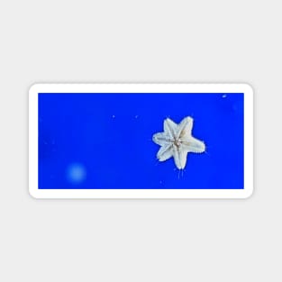 Starfish baby Magnet
