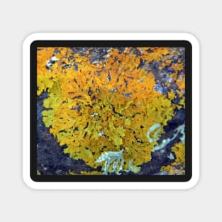 Orange Lichen Magnet