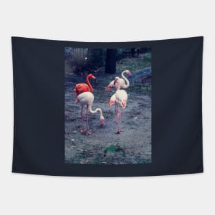 Pink and red flamingos Tapestry