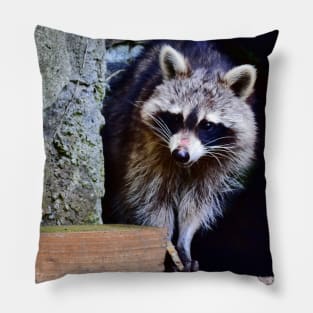 A Shy Raccoon Pillow