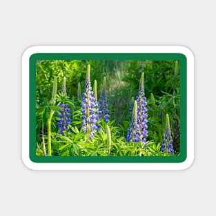 Purple lupins. Magnet