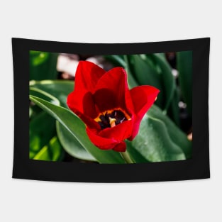 Red Tulip in Garden Tapestry