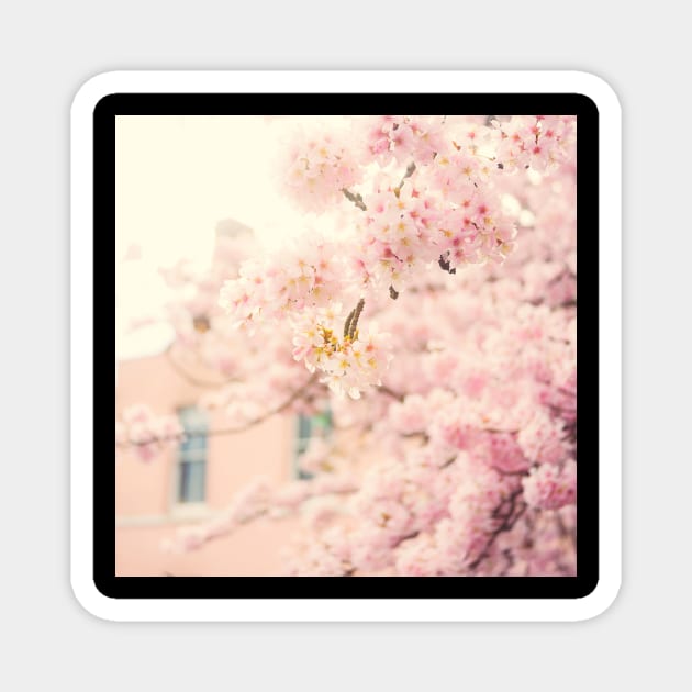 Candy Floss Blossom Magnet by Debra Cox 