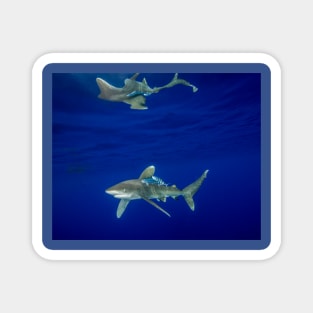 Cruising Oceanic White Tip And Surface Reflection Magnet