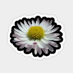 wonderful daisy flower, nature, daisies, Magnet