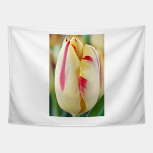 Tulipa  'Helmar'  Tulip  Triumph Group Tapestry