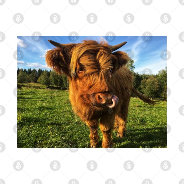 Scottish Highland Cattle Calf 2105 by SaarelaHighland