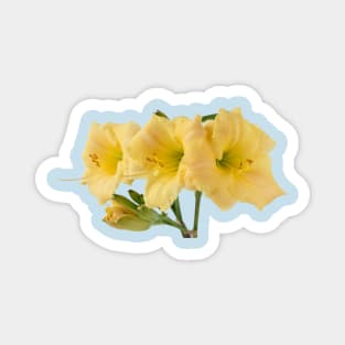 Hemerocallis  Daylily Magnet