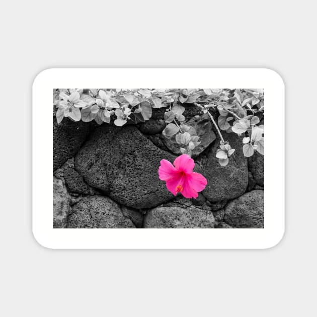 Pink Hibiscus on Lava Rock Wall Magnet by DebraCasey