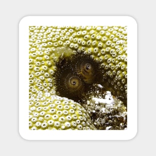 Black Christmas Tree Worm Magnet