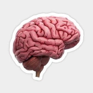 Scientific Human Brain Study Magnet