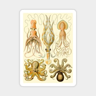 Octopus Illustration Magnet