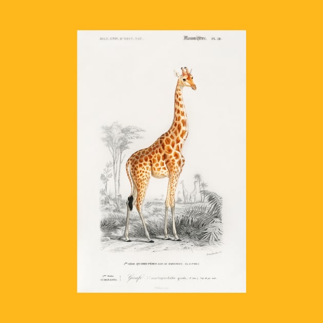 Giraffe (Giraffa camelopardalis) by Melty Shirts