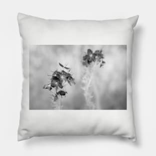 Veronica flowers in black and white Pillow