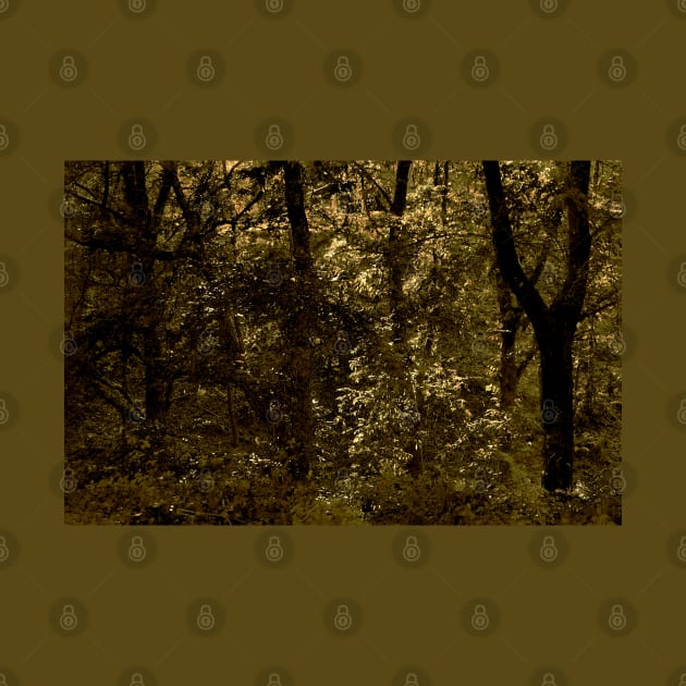 Deep Autumn Forest by mavicfe