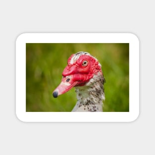 Muscovy Duck - 2011 Magnet